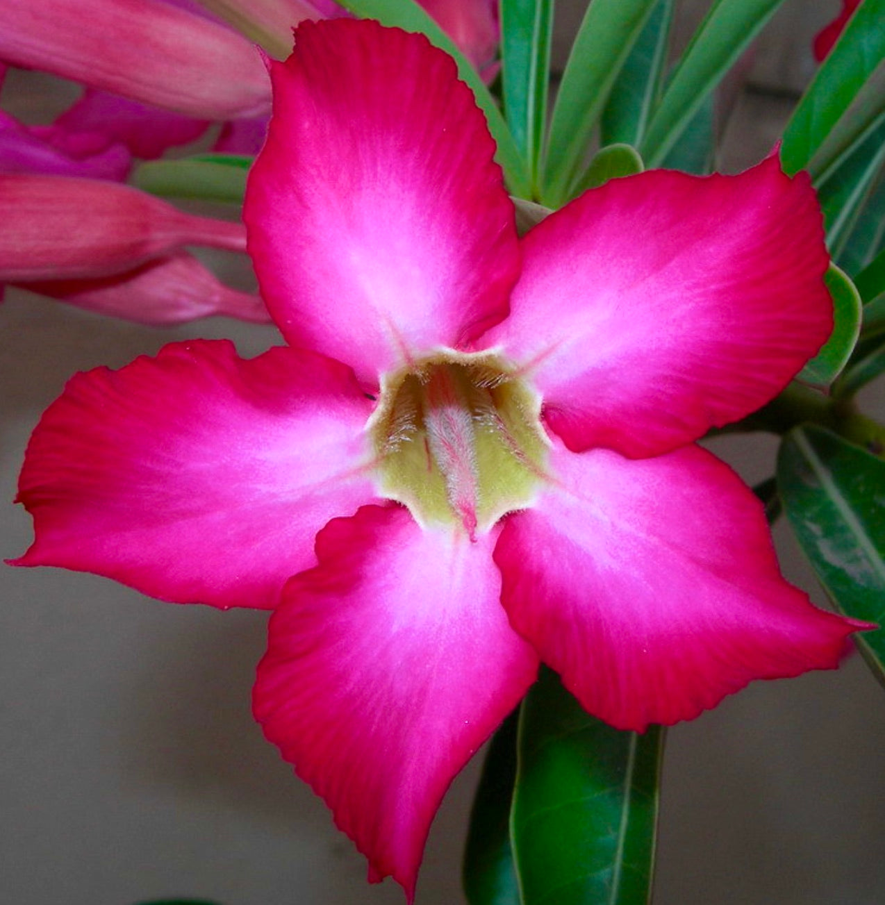 Adenium obesum cv PINK PANTHER vibrant pink succulent flower with green leaves background