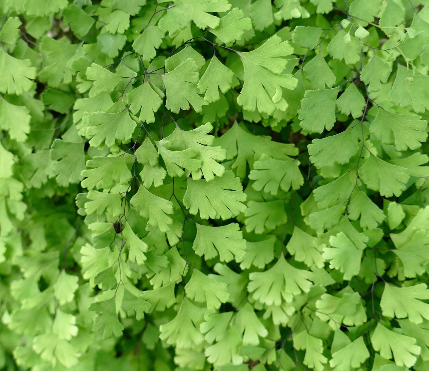 Adiantum raddianum delicate bright green fern leaves with thin black stems