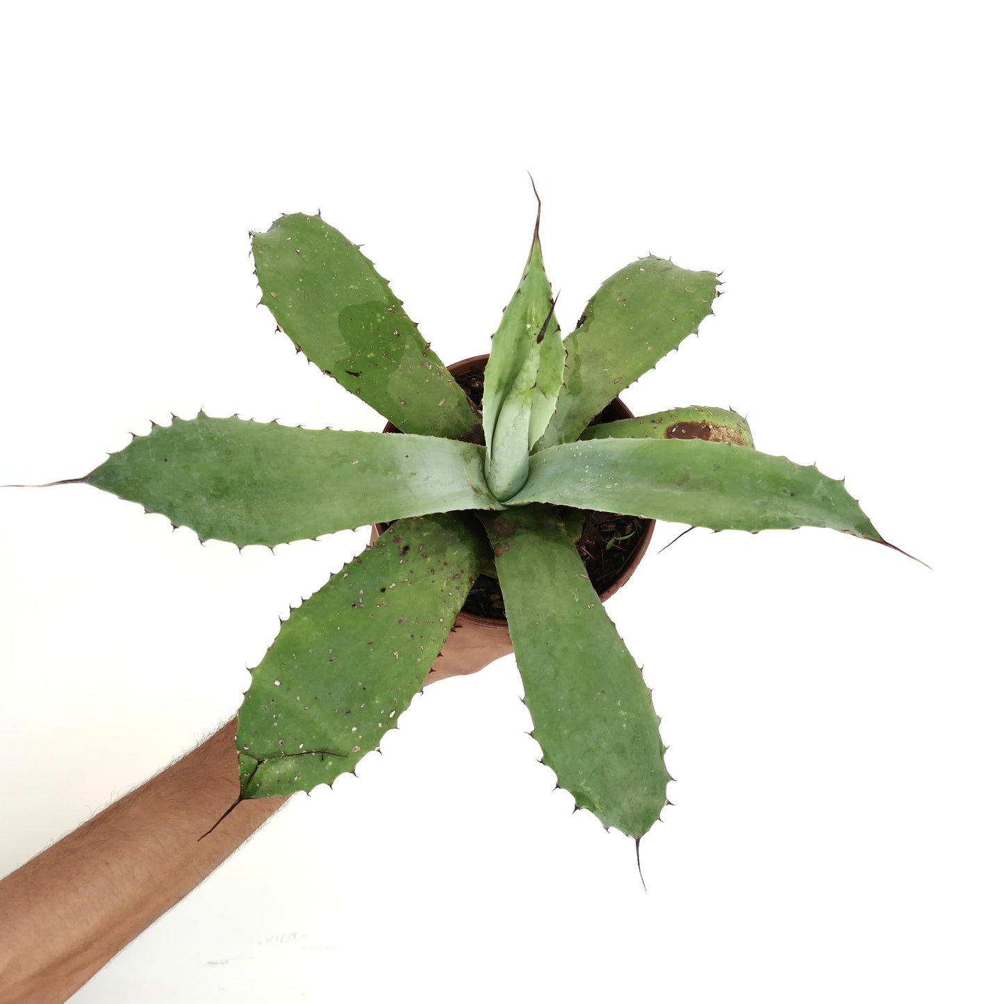 Agave F3 (asperrima X americana X celsii) stor grønn sukkulent med tornete bladrand