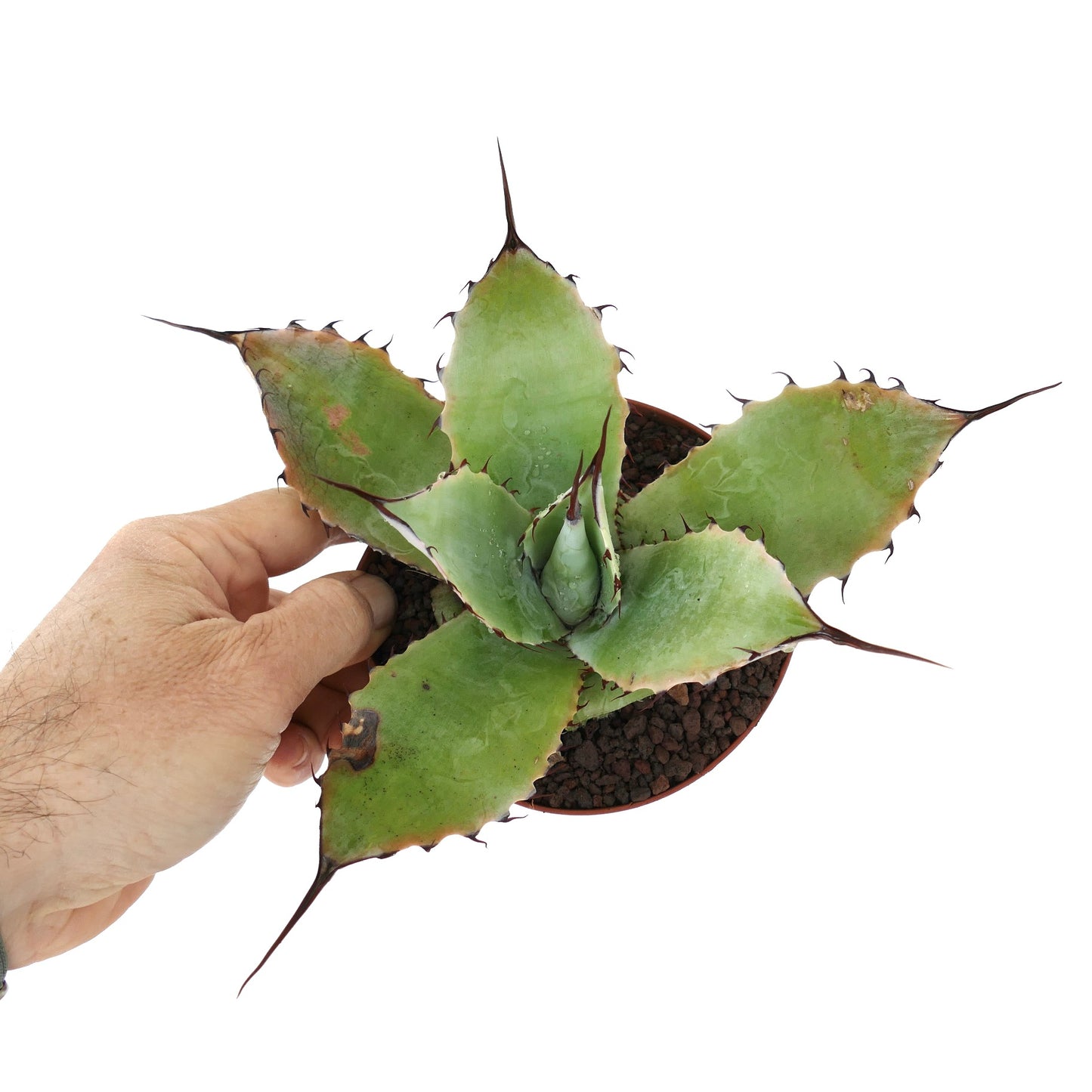 Agave F3 hybrid (Agave parryi X Agave ovatifolia X Agave parrasana) 88Y