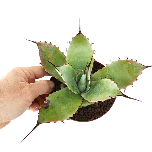 Agave F3 hybrid (Agave parryi X Agave ovatifolia X Agave parrasana) 88Y