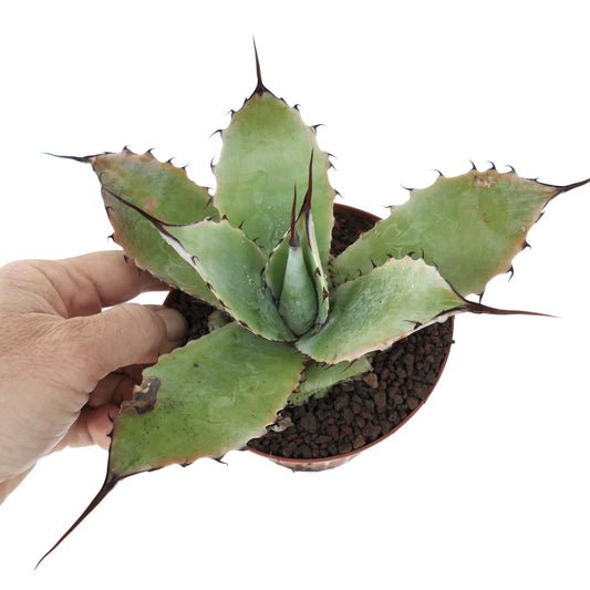 Agave parryi X Agave ovatifolia X Agave parrasana succulent hybrid with thick green leaves and dark spines