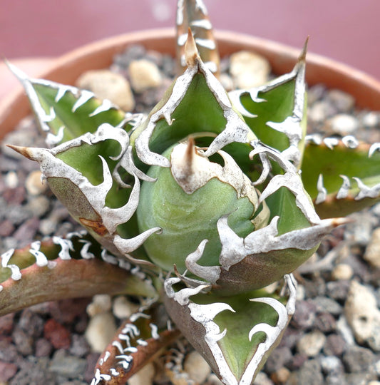 Agave titanota cv SHARK SHOUI x WATANABE succulent with thick green leaves and prominent white internal spines