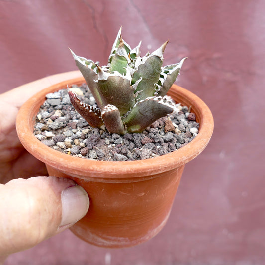 Agave titanota cv TIGER JUNGLE X SHARK SHOUI suculenta pequeña con hojas gruesas y espinosas y superficie texturizada