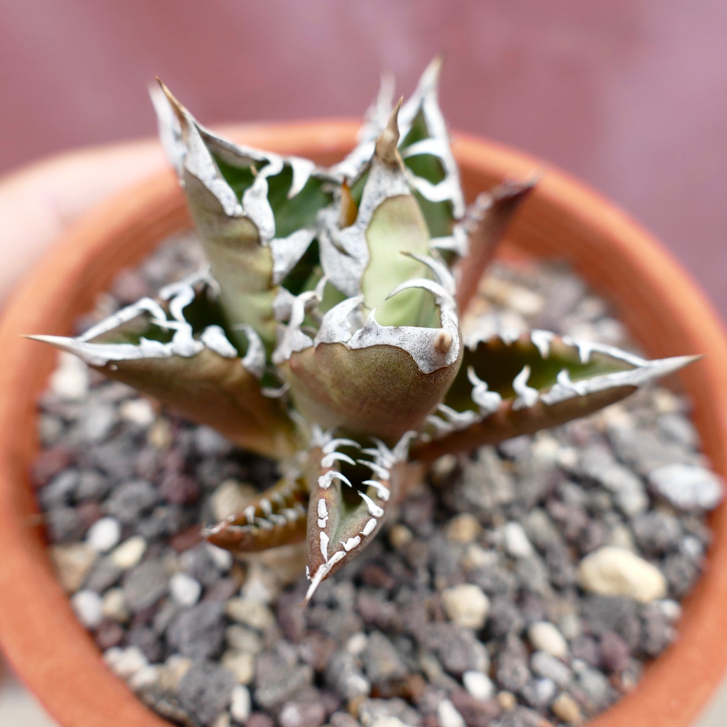 Agave titanota cv TIGER JUNGLE X SHARK SHOUI succulent with thick spiny leaves and white margins in pot