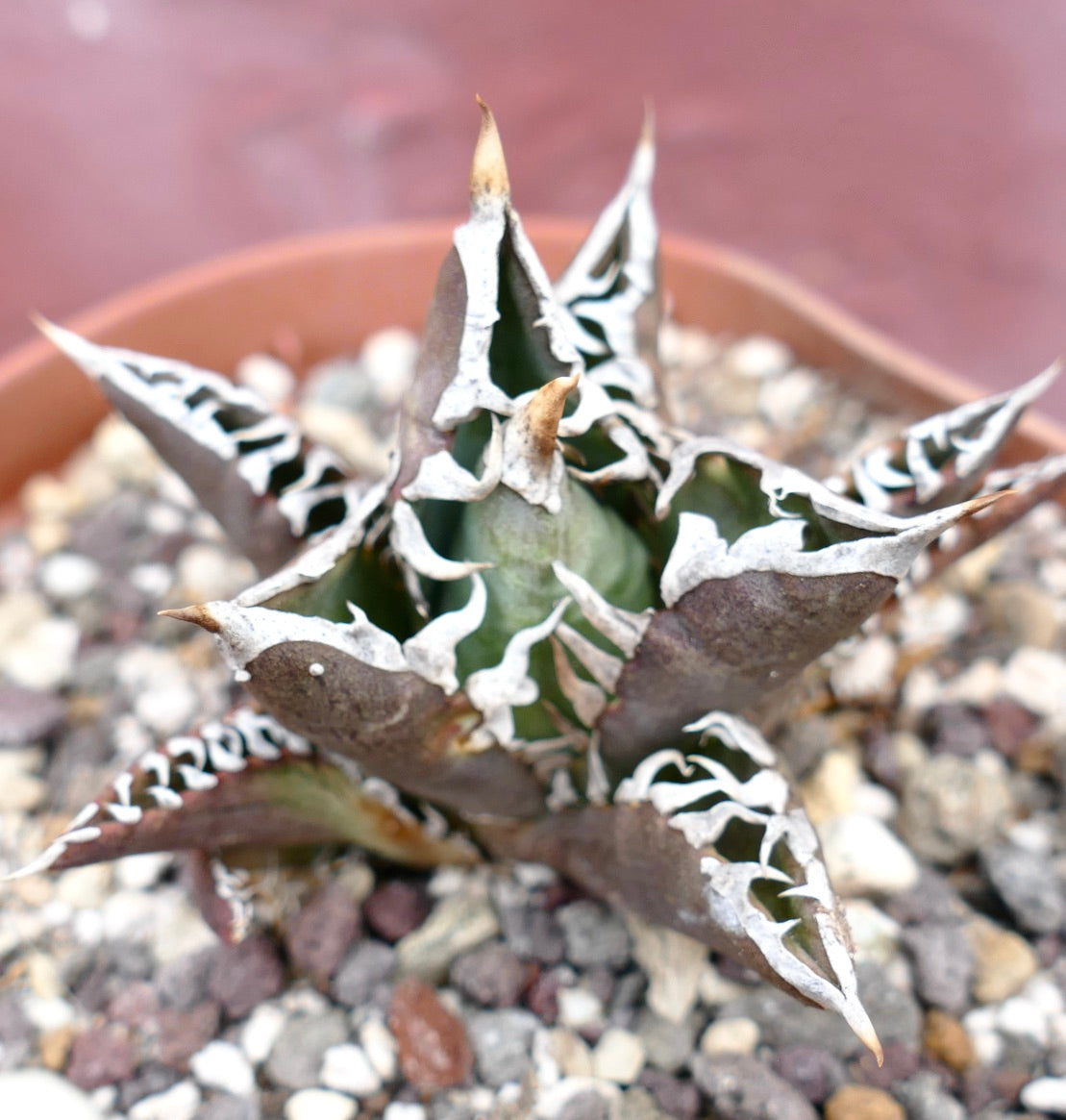 Agave titanota cv TIGER JUNGLE succulent with thick spiny leaves and white variegated edges