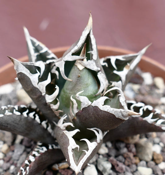 Agave titanota cv TIGER SHARK x REDCAT suculenta con hojas oscuras y márgenes blancos dentados en suelo rocoso