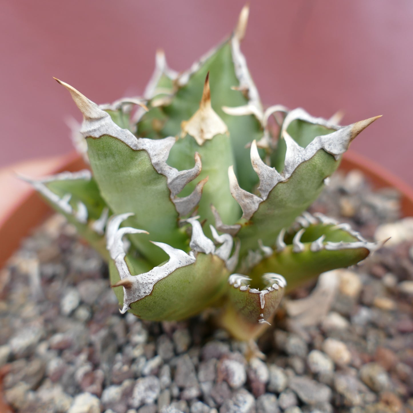 Agave titanota cv SHARK SHOUI x WATANABE succulent with thick green leaves and prominent white internal spines