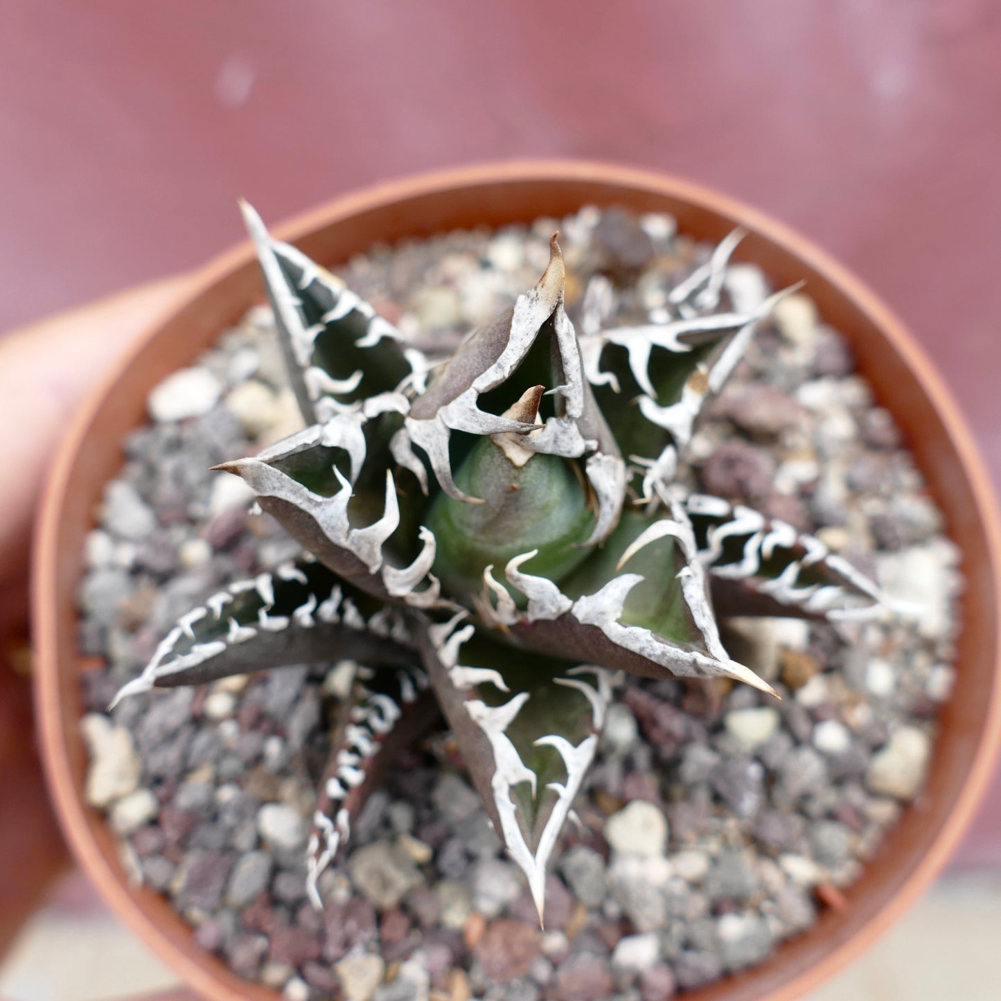 Agave titanota cv TIGER SHARK x REDCAT succulent with thick dark green leaves and white spiny edges in pot