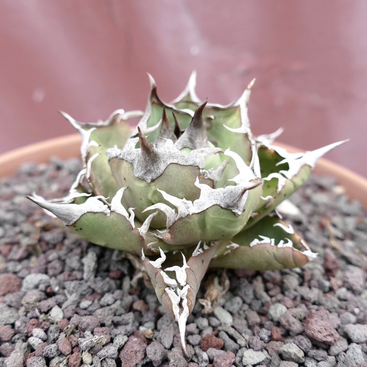 厚く緑色の葉に際立つ白い縁取りと棘があるアガベ・ティタノータ cv SAD 多肉植物