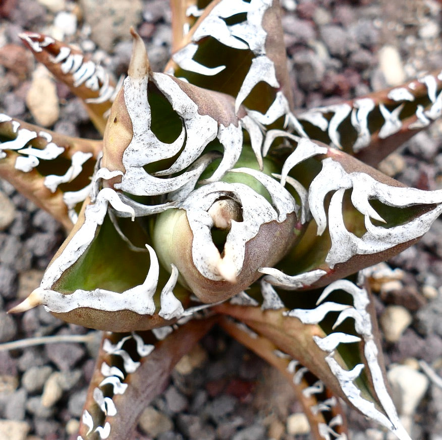 Agave titanota cv TIGER JUNGLE succulent with white patterned edges and thick textured leaves