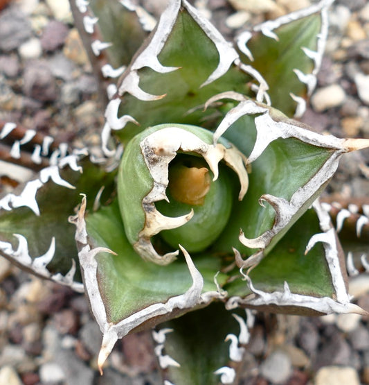 Agave titanota cv SHARK SHOUI x WATANABE succulent with thick green leaves and prominent white internal spines