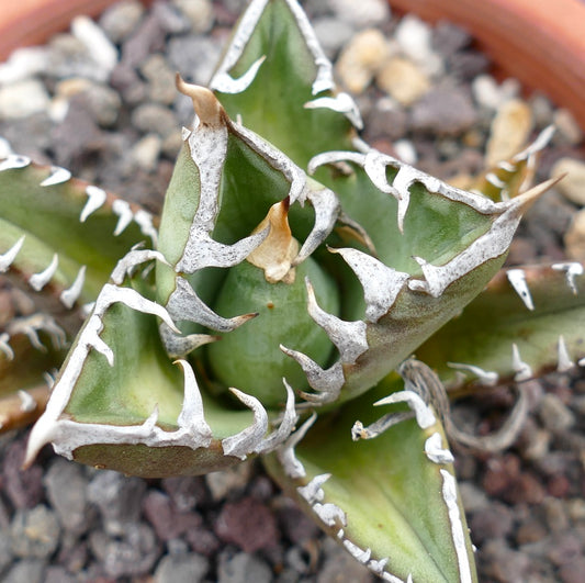 Agave titanota cv SHARK SHOUI x WATANABE succulent with thick green leaves and prominent white internal spines
