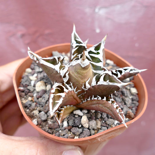 Agave titanota cv TIGER JUNGLE succulent with dark leaves and striking white margins in small pot