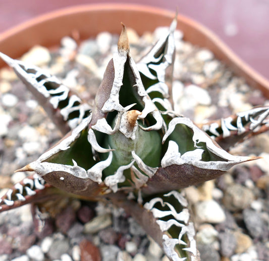 Agave titanota cv TIGER JUNGLE suculenta con hojas gruesas y espinosas y bordes variegados blancos