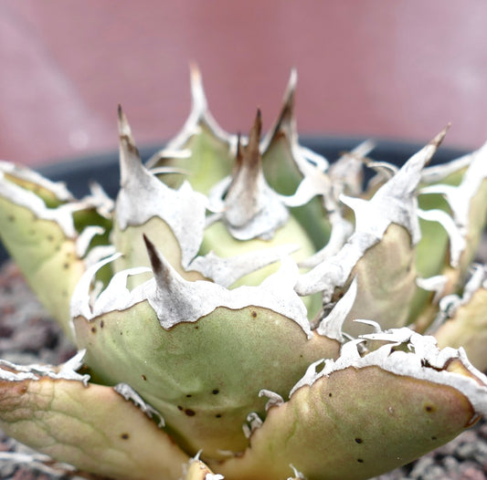 Agave titanota succulent with thick green leaves and prominent white spines on edges
