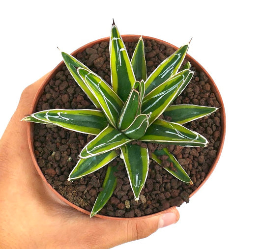 Agave victoriae-reginae suculenta variegada con hojas afiladas bordeadas de blanco en maceta pequeña