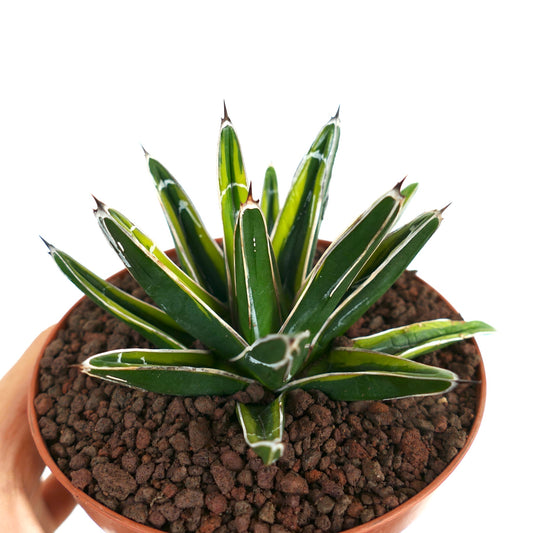 Agave victoriae-reginae succulent with thick dark green leaves and white markings in pot