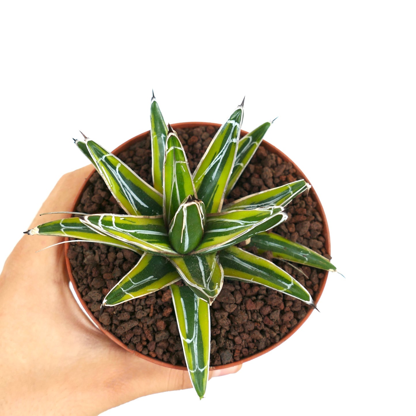 Suculenta Agave victoriae-reginae con hojas verdes gruesas y marcas blancas en maceta pequeña