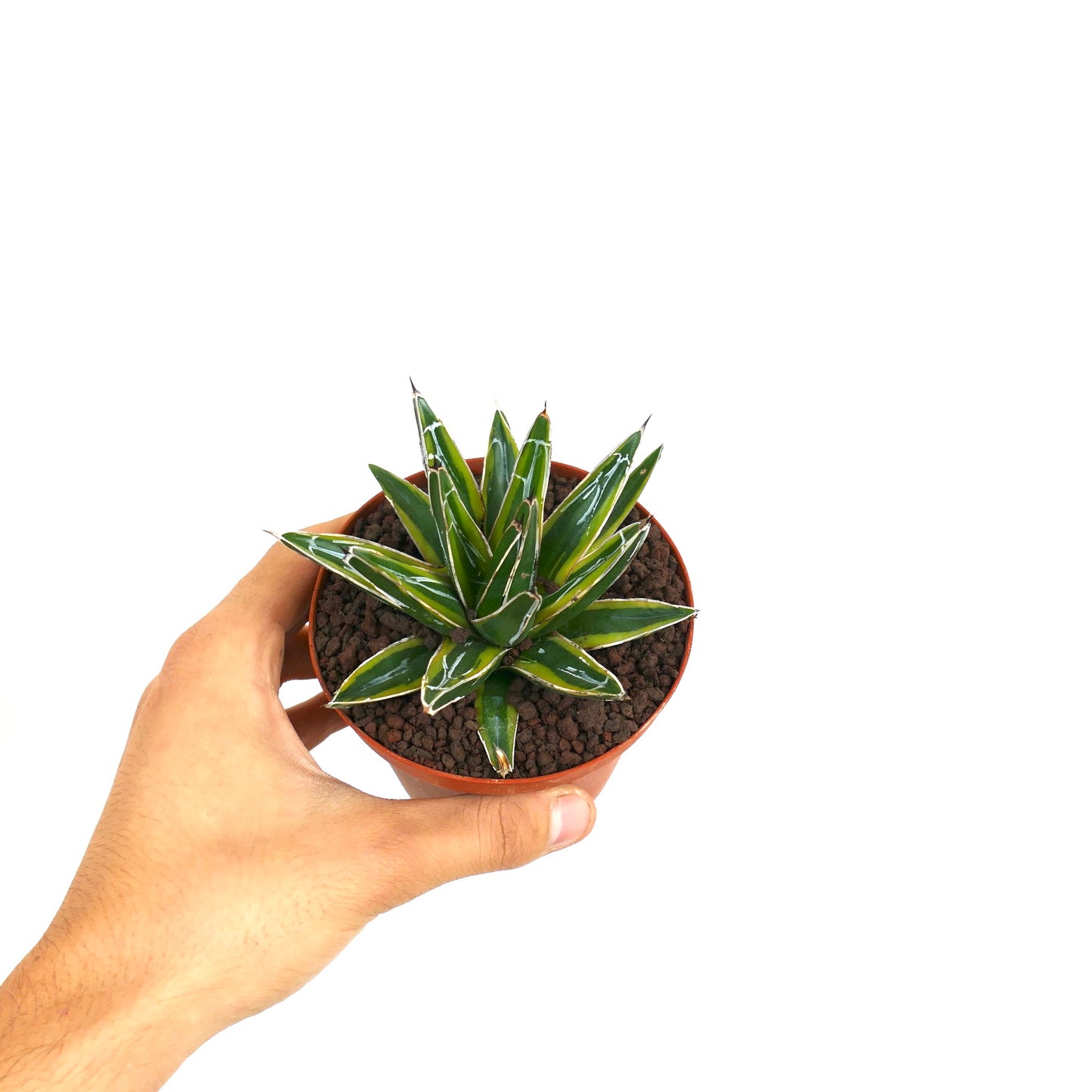 Agave victoriae-reginae succulent with dark green leaves and white markings in small pot