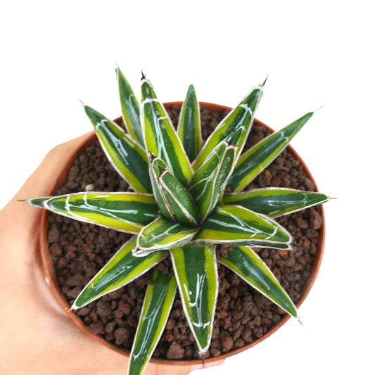 Agave victoriae-reginae succulent with glossy green leaves and white markings in terracotta pot