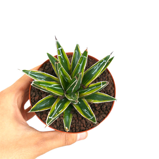 Agave victoriae-reginae succulent with glossy green leaves and white markings in small pot