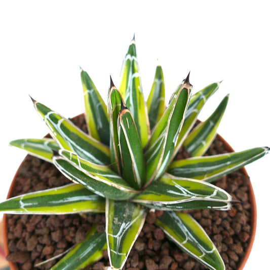 Agave victoriae-reginae cv 'SUN POWER' variegated succulent with sharp spines and white markings