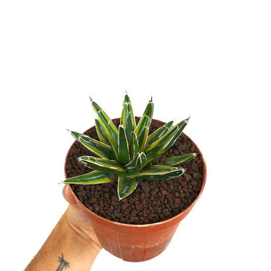 Agave victoriae-reginae compact succulent with dark green leaves and white margins in pot