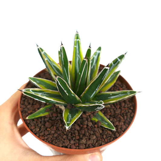 Agave victoriae-reginae succulent with dark green leaves, white margins, and sharp tips in pot