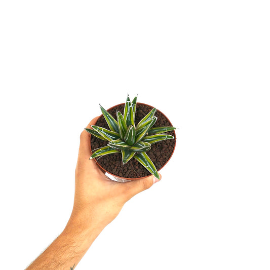 Agave victoriae-reginae succulent with thick green leaves and white markings in small pot held by hand
