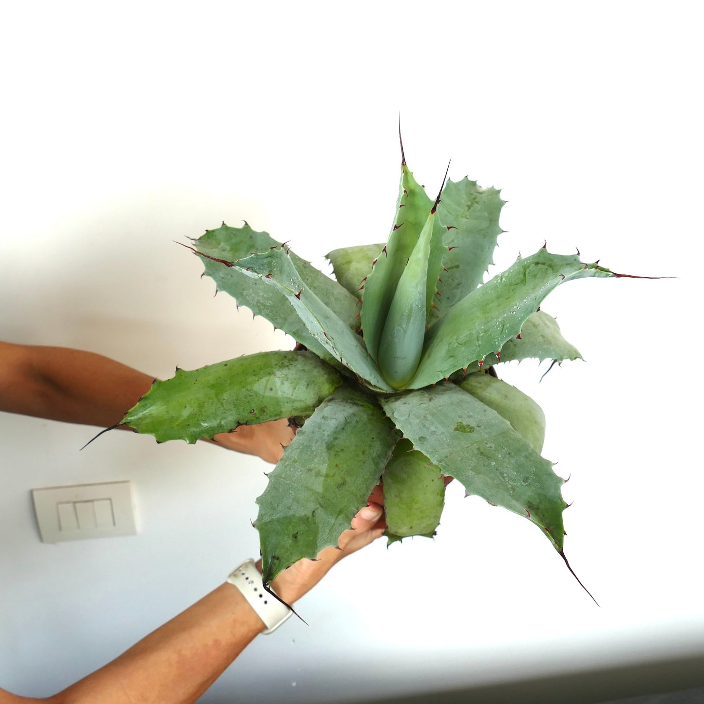 Agave cerulata X Agave ovatifolia X Agave utahensis large succulent with thick spiny blue-green leaves