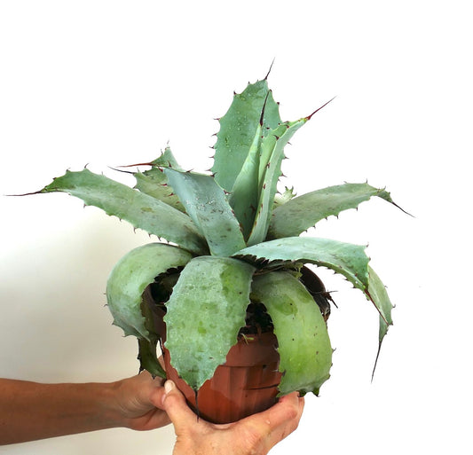 Agave cerulata X Agave ovatifolia X Agave utahensis succulent hybrid with thick spiny blue-green leaves in pot