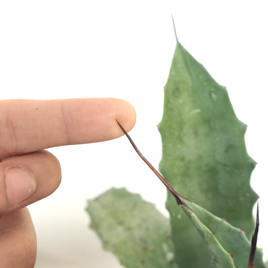 Agave weberi X Agave utahensis var. eborispina succulenta con spine appuntite marroni e foglie verdi spesse