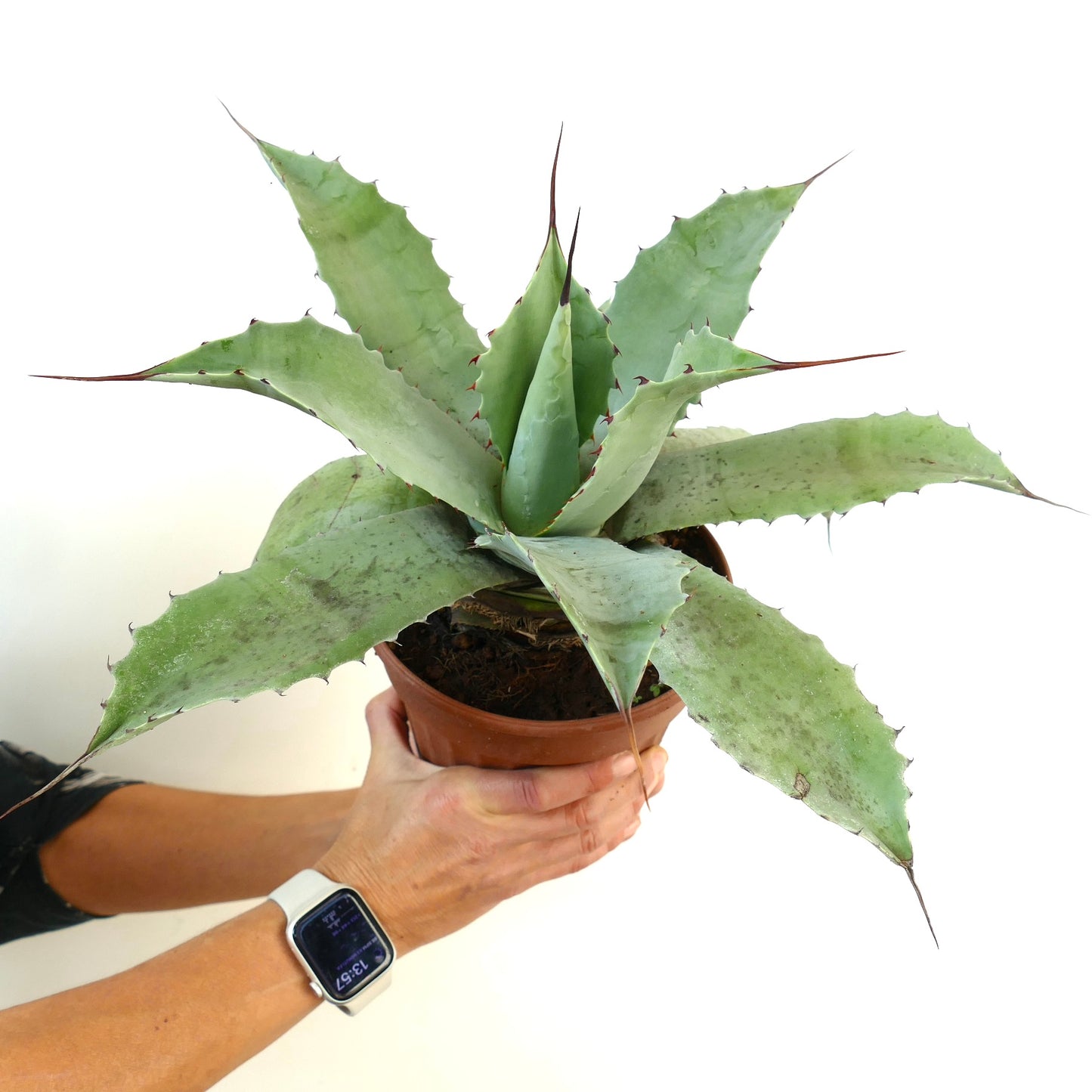 Agave verschaffeltii X Agave cerulata x Agave eborspina large succulent with spiny blue-green leaves in pot