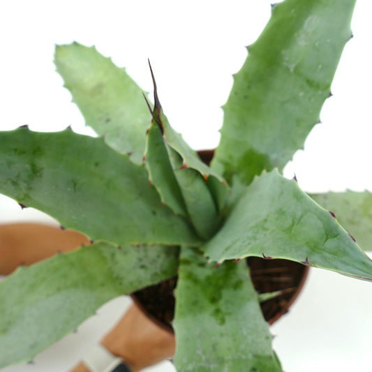 Agave americana X angustifolia succulent with broad blue-green leaves and sharp brown spines