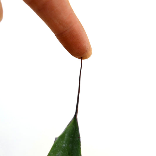 Agave bovicornuta X eborispina X americana succulent with long thin terminal spine and green fleshy leaf