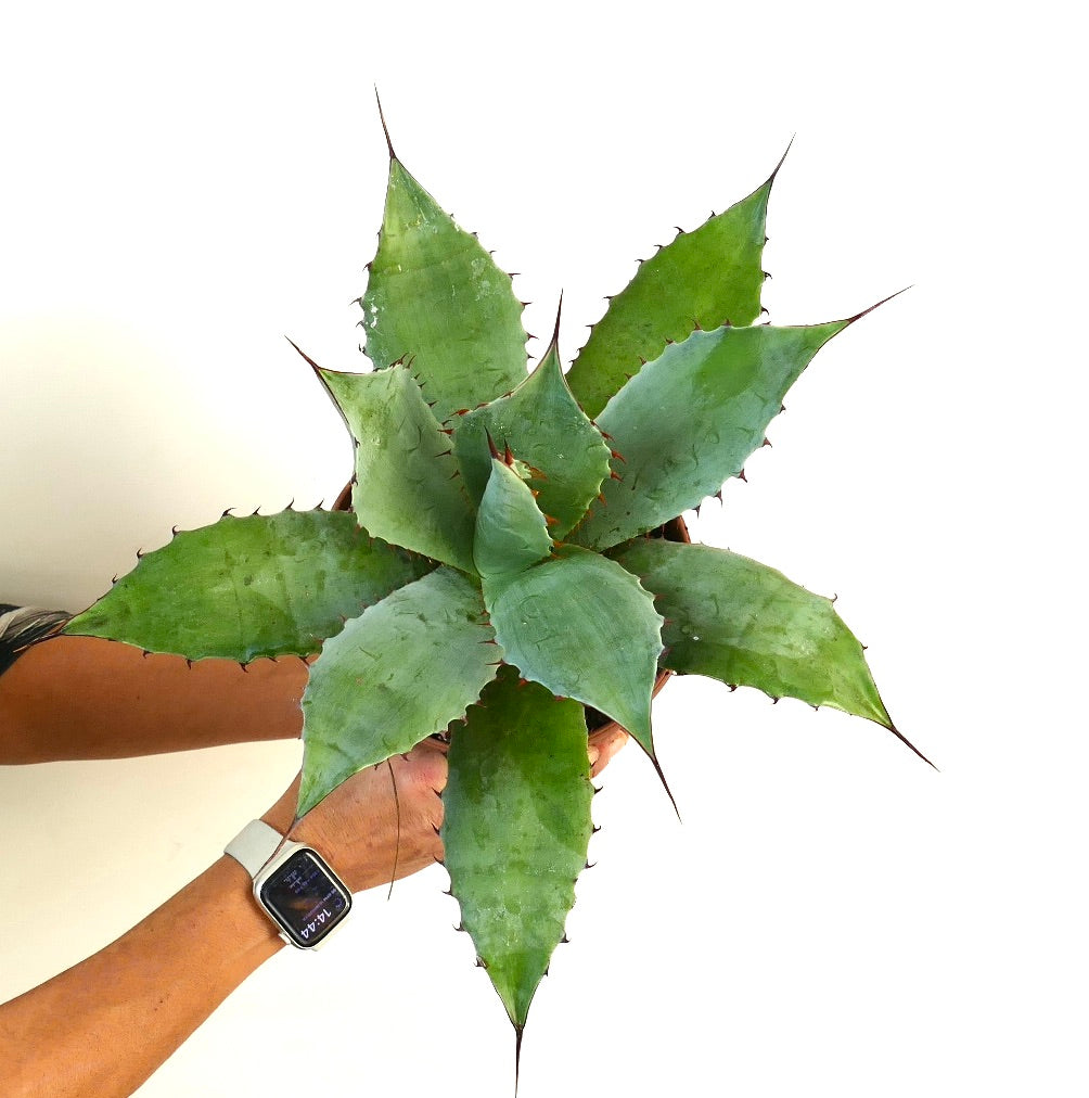 Agave parrasana X Agave ovatifolia succulent with broad spiny green leaves and pointed tips