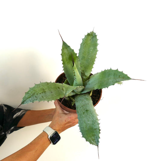 Agave parrasana X Agave ferox succulent with broad spiny blue-green leaves in pot
