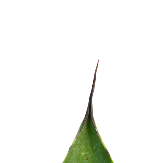 Agave americana X applanata succulent leaf with sharp dark brown spine tip close-up