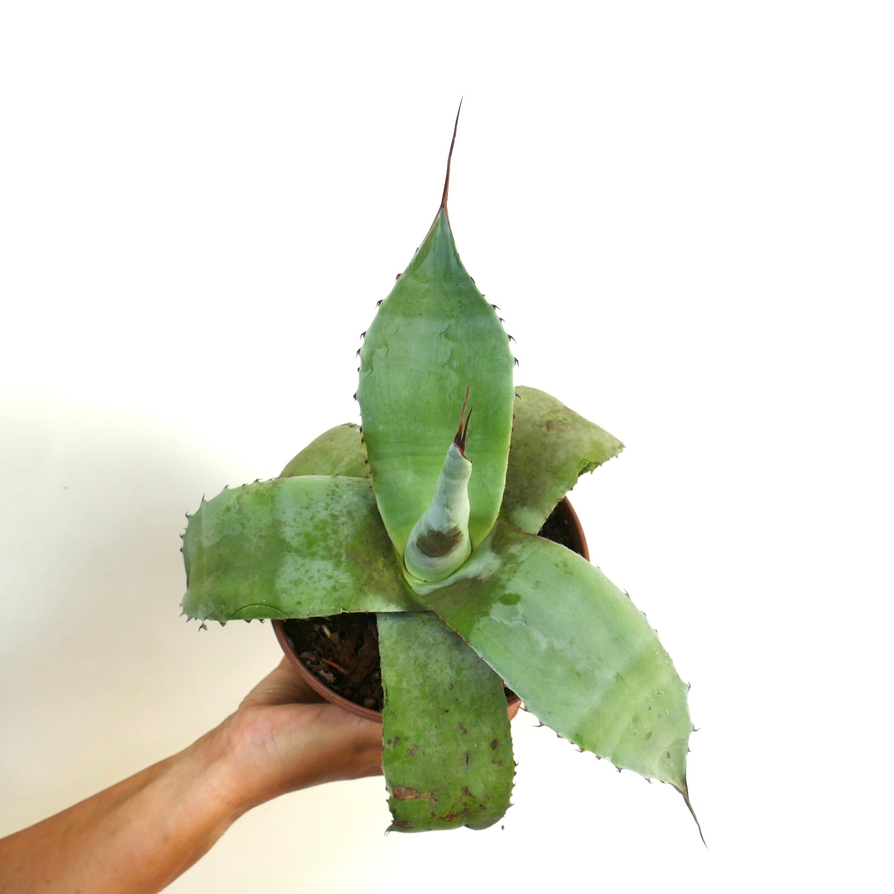 アガベ・セルシー ハイブリッド | Botanical Archive | ユニークな