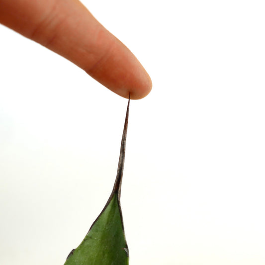 Agave americana X Agave eborispina succulent with elongated dark spine and thick green leaf