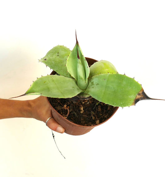 Agave ovatifolia X Agave parryi Sukkulente mit breiten grünen Blättern und scharfen braunen Stacheln im Topf