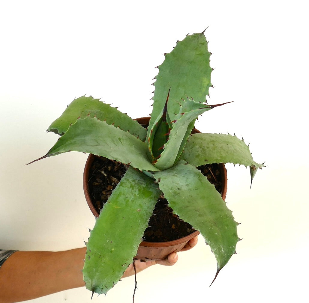 アガベ ハイブリッド | botanicalarchive.com | 珍しい多肉植物 |