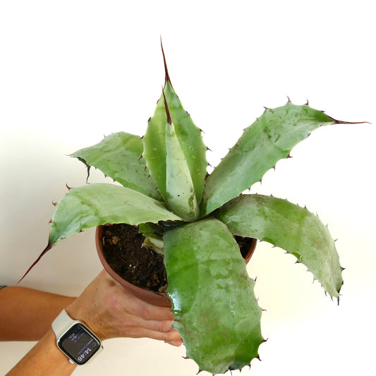 Agave bovicornuta X celsii X parrasana succulent with broad green leaves and sharp reddish spines