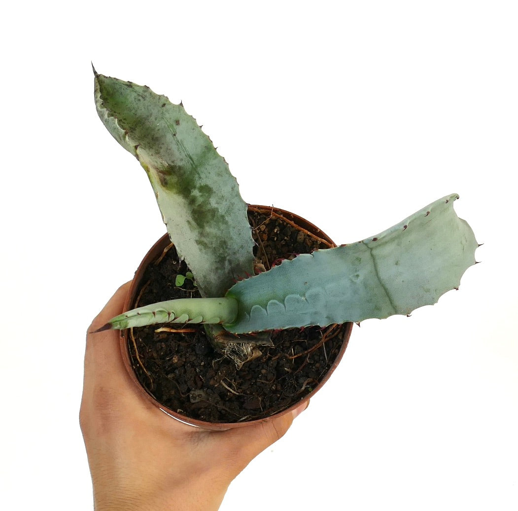 Agave marmorata succulent with thick blue-green leaves and prominent marginal spines in pot