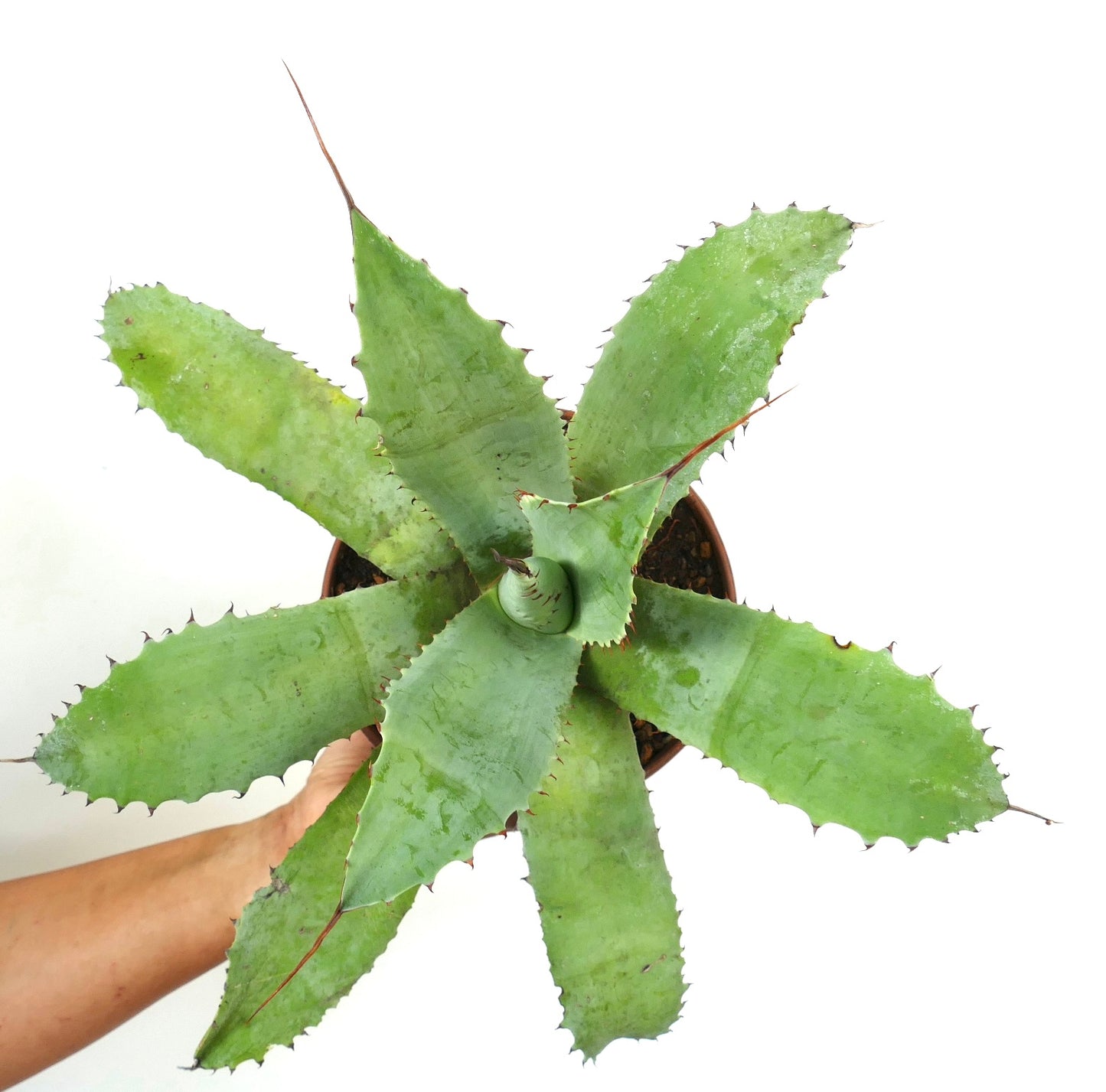 Agave utahensis X ovatifolia X americana succulent with long spines and broad green leaves