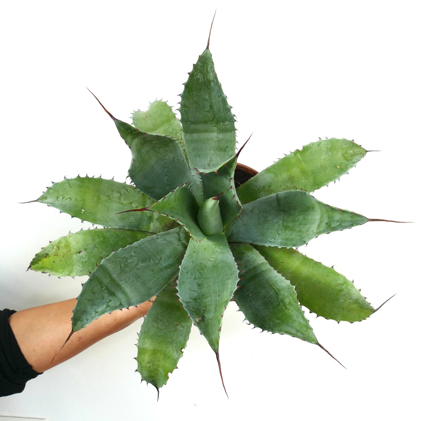 Agave verdensis X Agave ovatifolia X Agave parrasana succulent with broad spiny green leaves and pointed tips