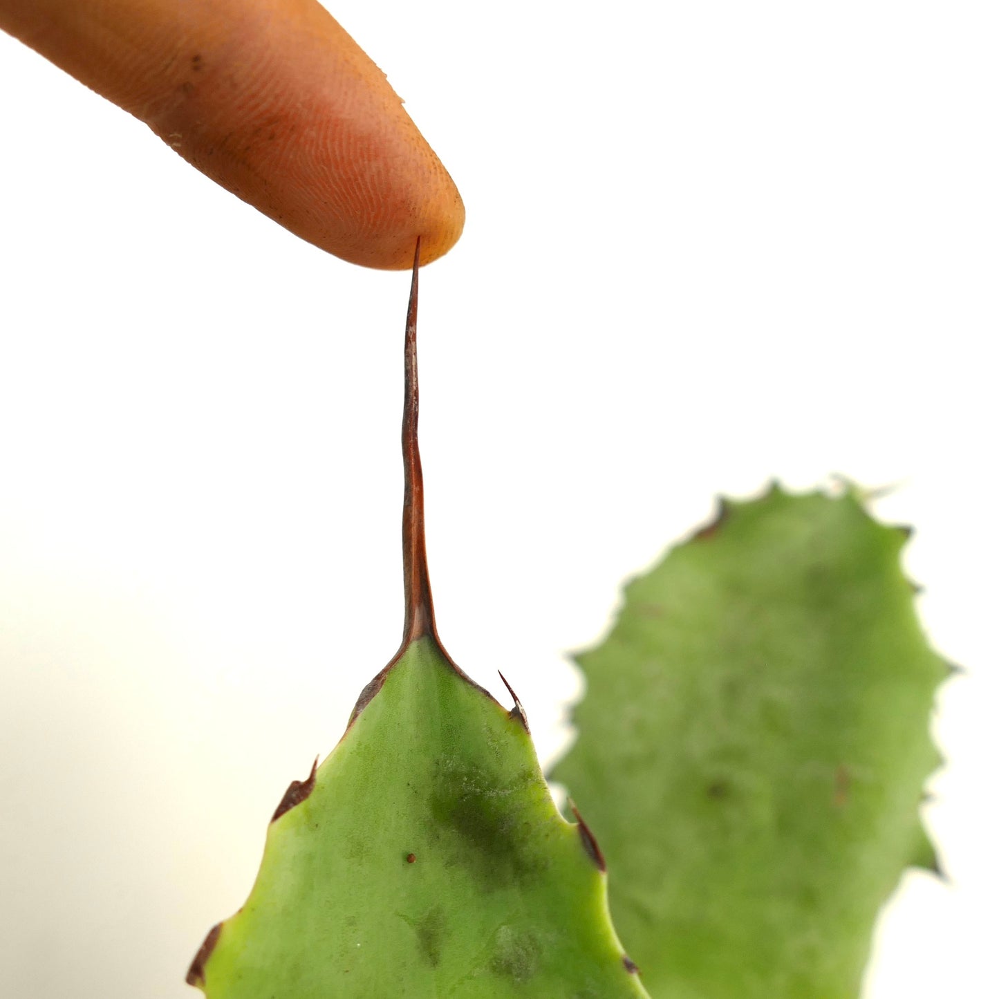 Agave verschaffeltii X Agave bovicornuta X Agave eborispina succulent with sharp brown spines on green leaves
