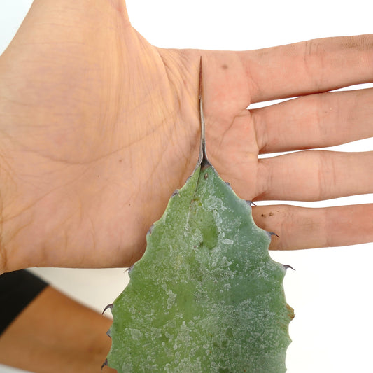 Agave ovatifolia X mitis succulent leaf with sharp spines and powdery blue-green texture