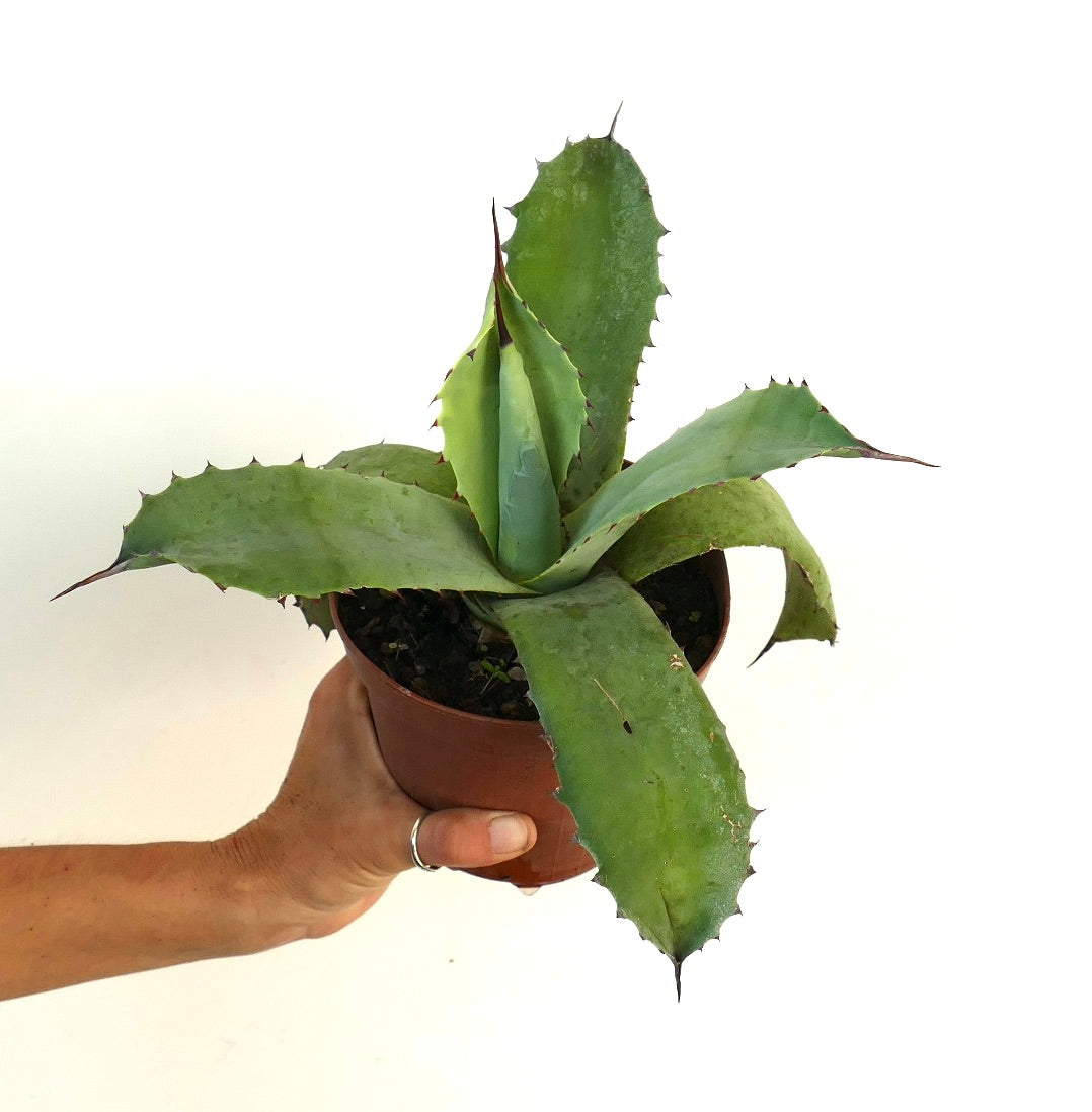 Agave parrasana X Agave ovatifolia succulent with broad green spiny leaves in small pot